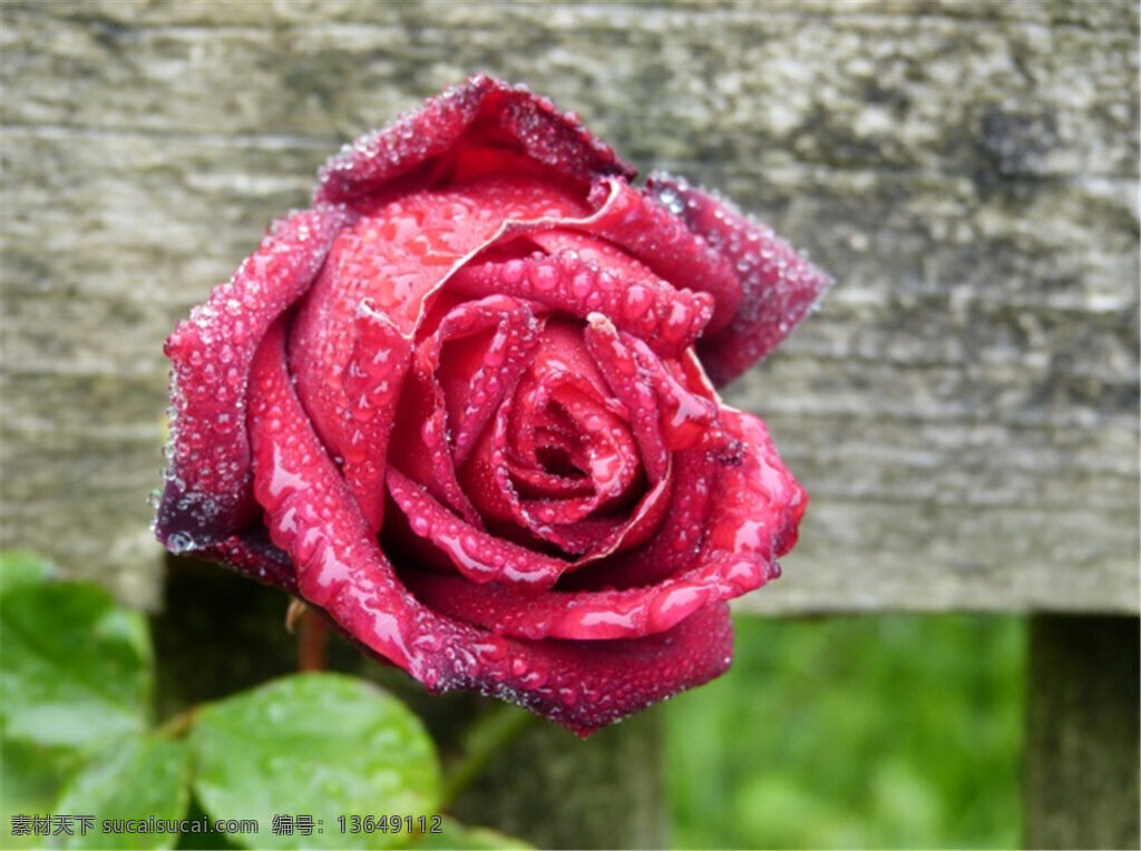 露水玫瑰花 露水 玫瑰花 自然景观 矢量 红玫瑰 灰色