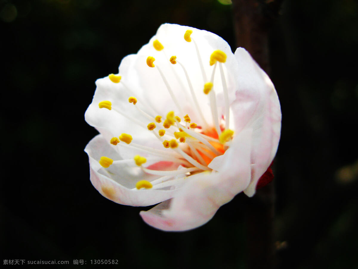 春 春季 春天 花 花草 花朵 花卉 花蕊 樱花 生物 植物 一朵 洁白 透亮 温馨 清新 美 美丽 树枝 枝头 无瑕 生物世界 psd源文件