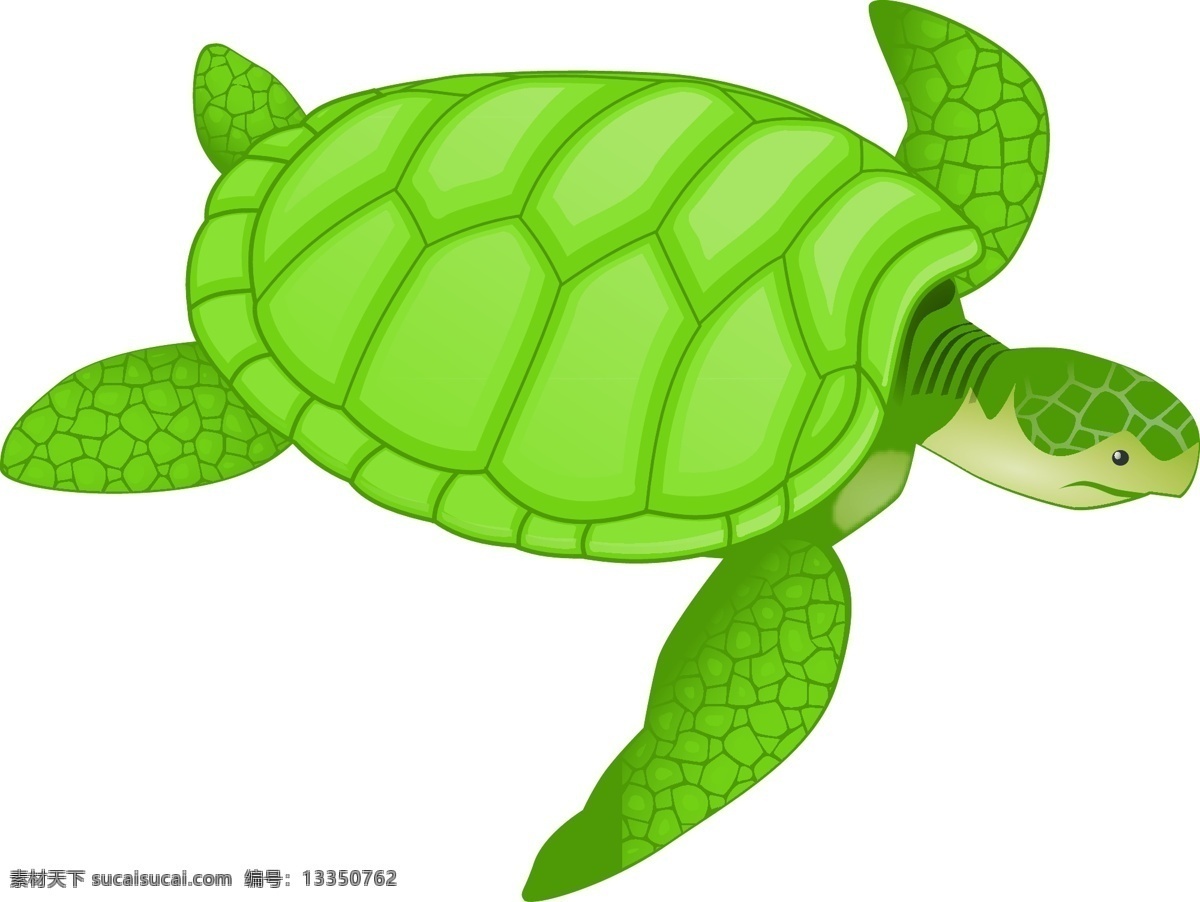 绿色 乌龟 矢量 爬行动物 海龟 硬 强硬 外壳 保护 覆盖 生物世界 野生动物