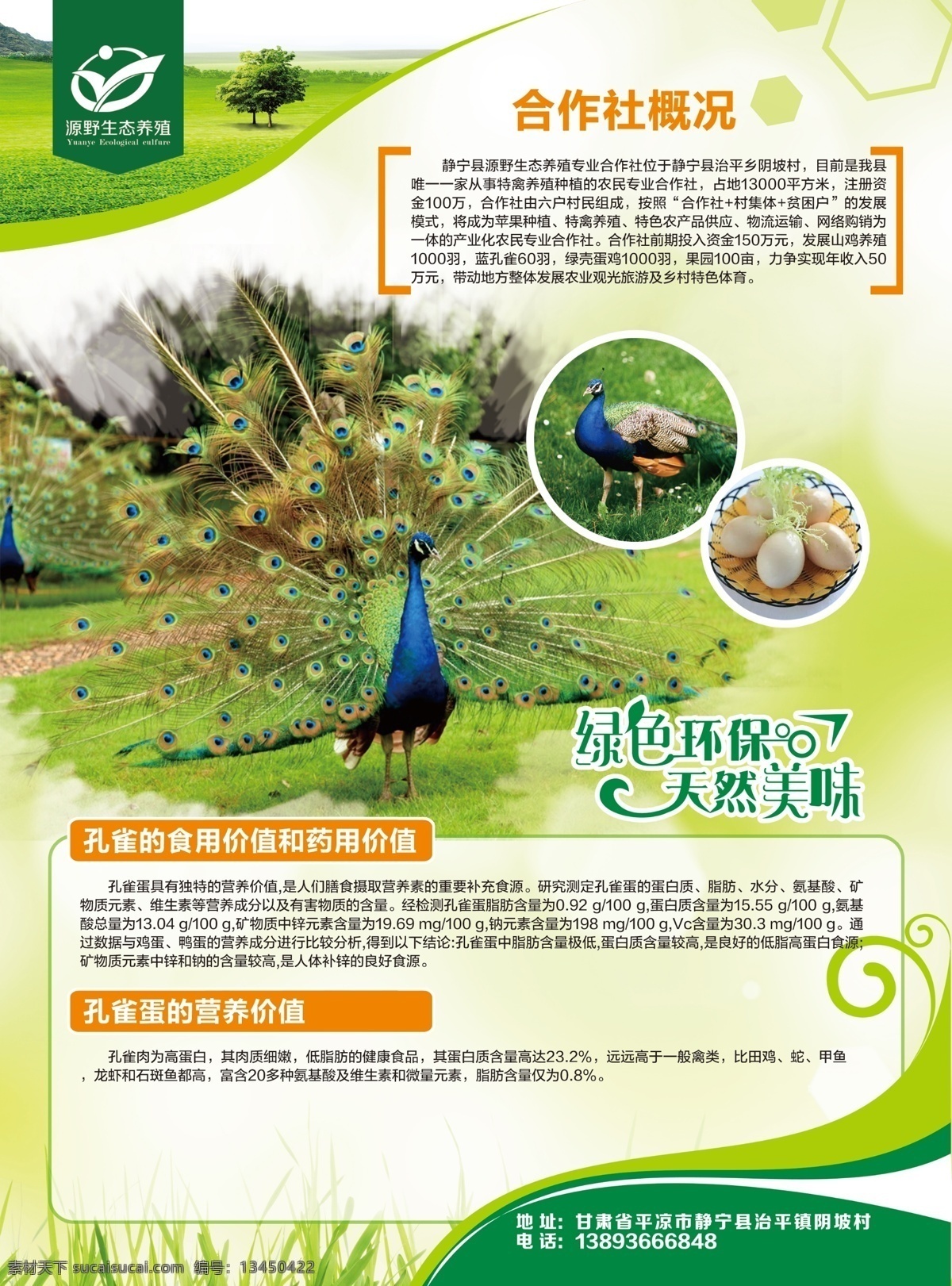 养殖场彩页 养殖场 孔雀 孔雀食用价值 孔雀药用价值 绿色单页 养殖业 孔雀蛋 果蔬粮油题材 dm宣传单