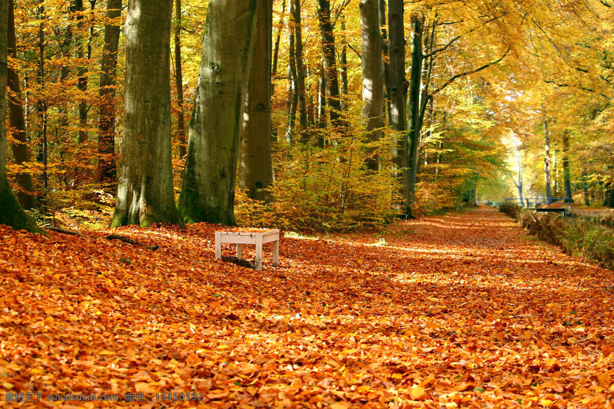 秋色 落叶 秋天 椅子 落叶路 金秋