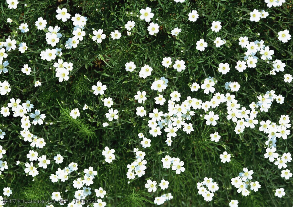 白色 小花 特写 白花 花卉 风景 野花 花海 自然风景 植物 花 花草树木 生物世界
