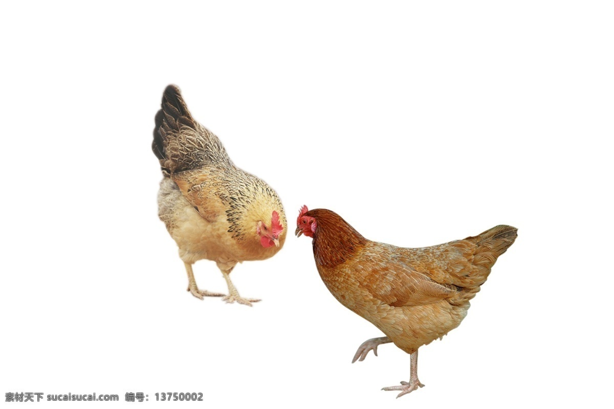 公鸡母鸡图片 鸡 公鸡 母鸡 土鸡 养殖鸡 洋鸡 鉰料鸡 下蛋鸡 特产 鲜活动物 家禽 老母鸡 下蛋母鸡