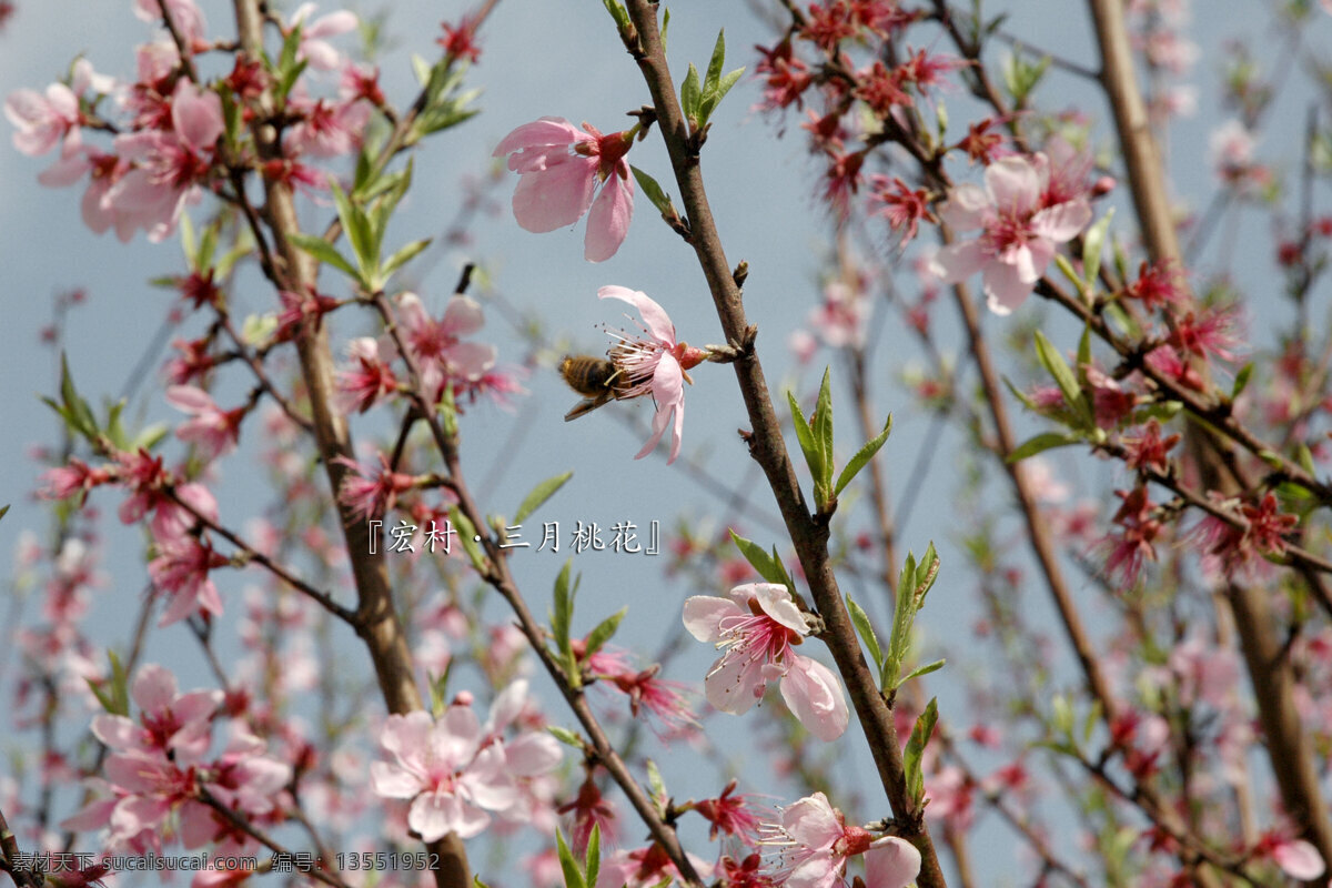 桃花 春天 风景 花树 花枝 生物世界 树木树叶 桃树 psd源文件