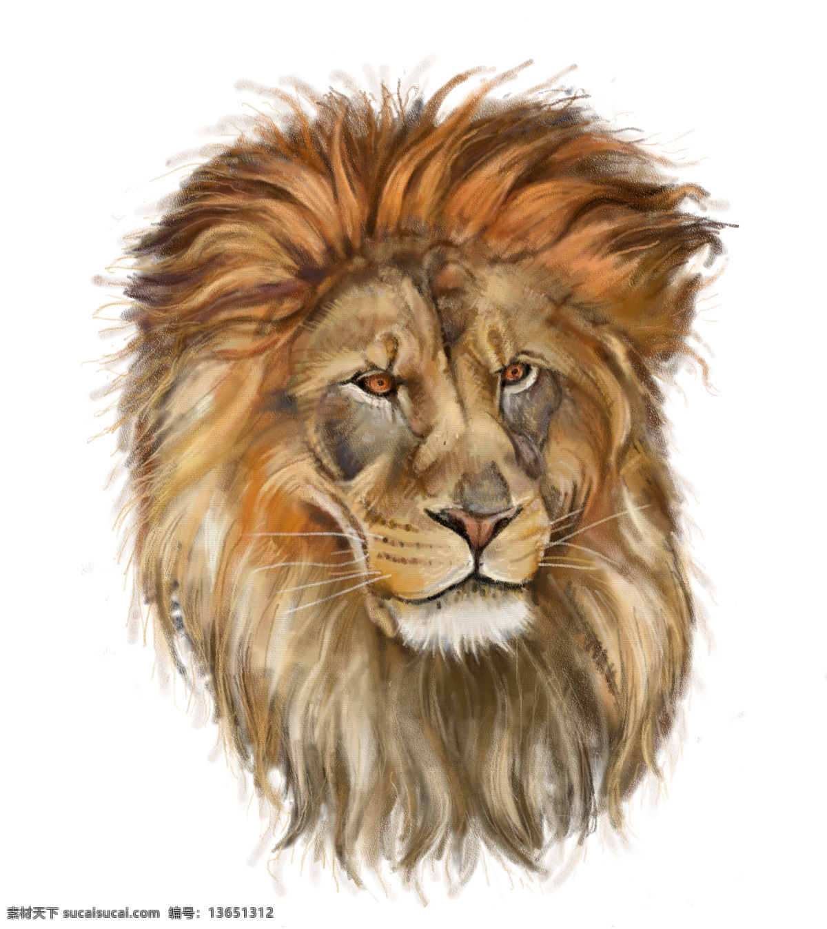 狮子油画写生 狮子 狮子插画 动物插画 矢量动物 动物油画 绘画艺术 陆地动物 生物世界 白色