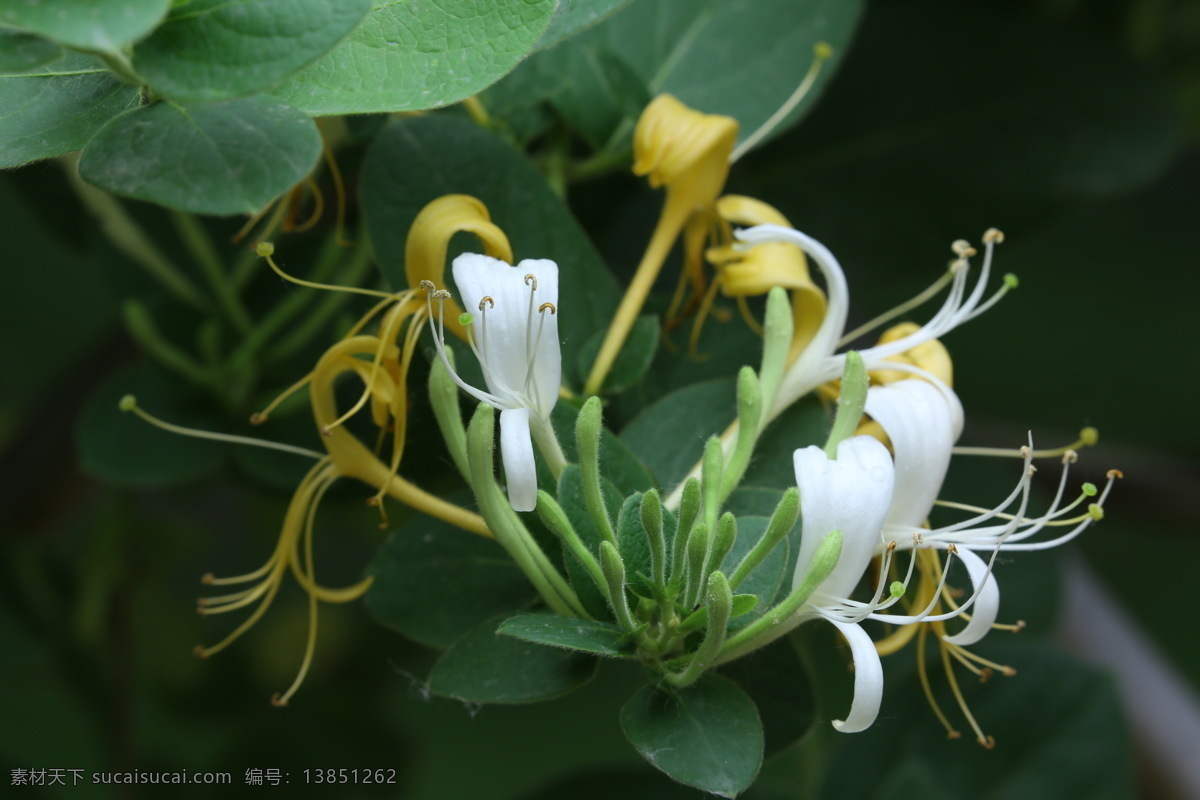 金银花 忍冬 金银藤 银藤 二色花藤 花瓣 花蕊 藤蔓 花儿 花朵 花卉 植物 花草 园林景观 绿化景观 花卉大观园 生物世界