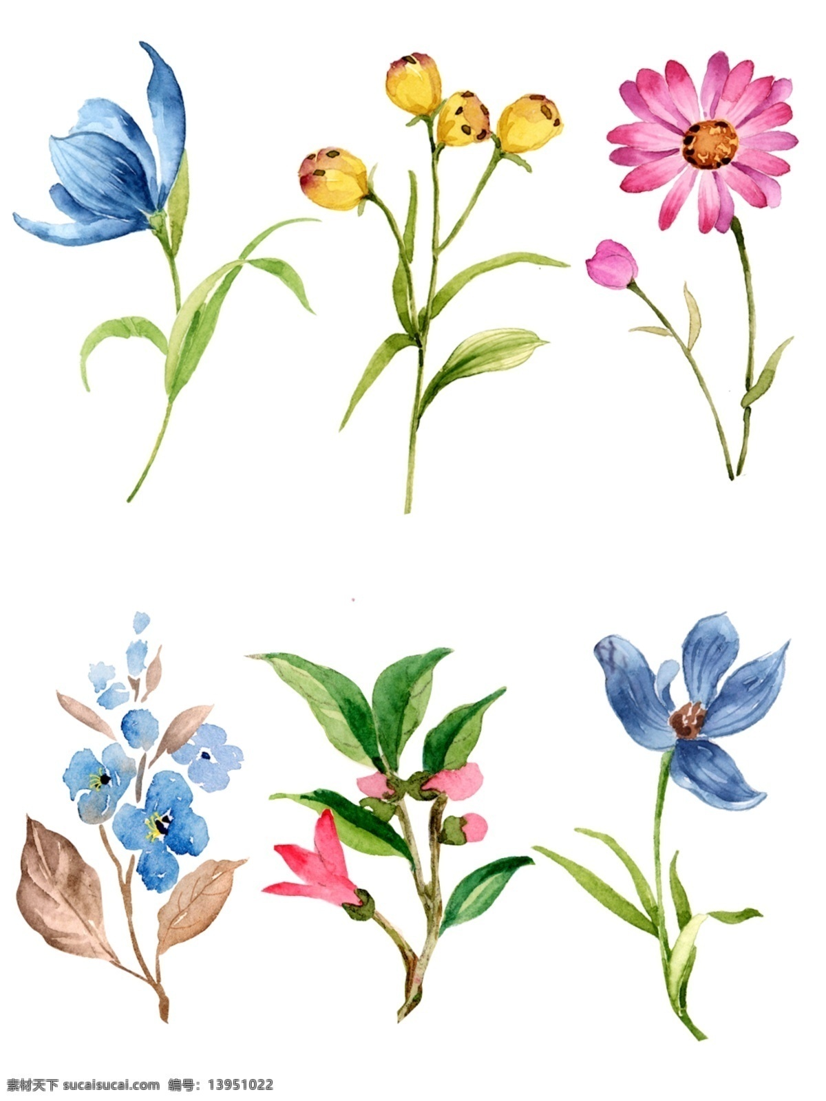 小 清新 水彩 手绘 植物 花卉 春天 元素 小清新 春天元素 植物花卉 手绘风 小雏菊 蓝色小花 叶子