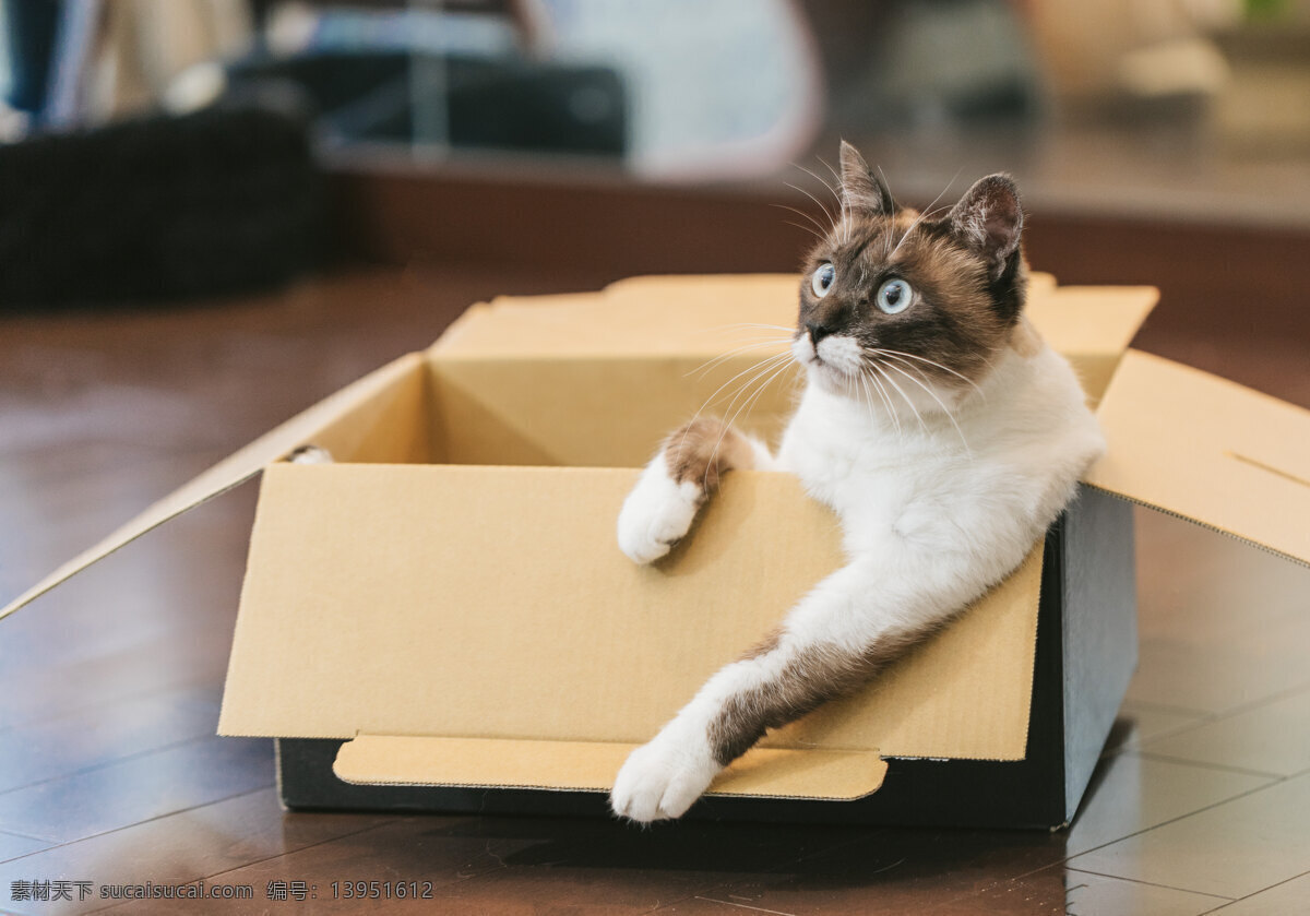 纸箱里的猫 猫 家猫 宠物 可爱的猫咪 小猫 猫主子 头像 壁纸 背景 高清 动物 猫咪素材图片 生物世界 家禽家畜