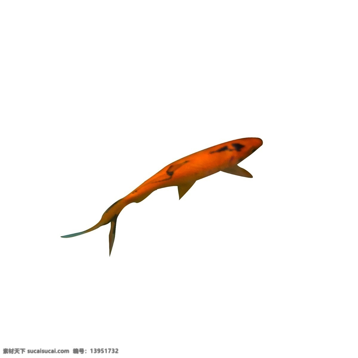 红色 真实 鲤鱼 元素 食物 纹理 吉祥 如意 游泳 光泽 尾巴 眼睛 花纹 传统 锦鲤