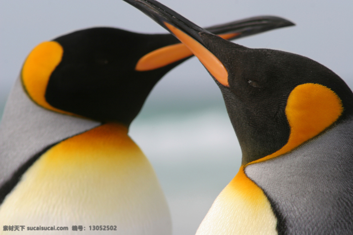 求偶 企鹅 南极 动物 陆地动物 生物世界