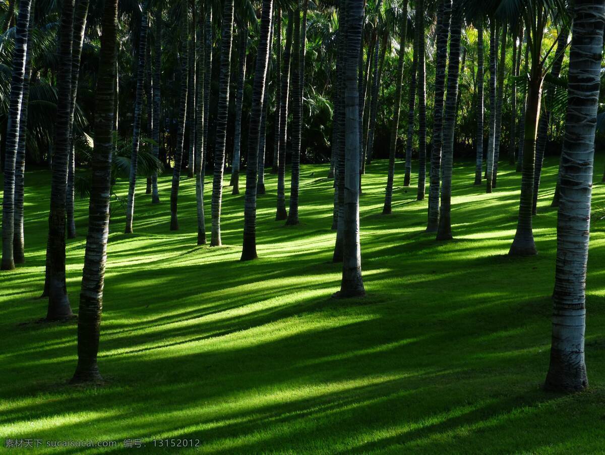 树 阳光树林 树林小路 树林风景 绿色树林 树林素材 白桦树林 自然山水 自然景观 自然风景