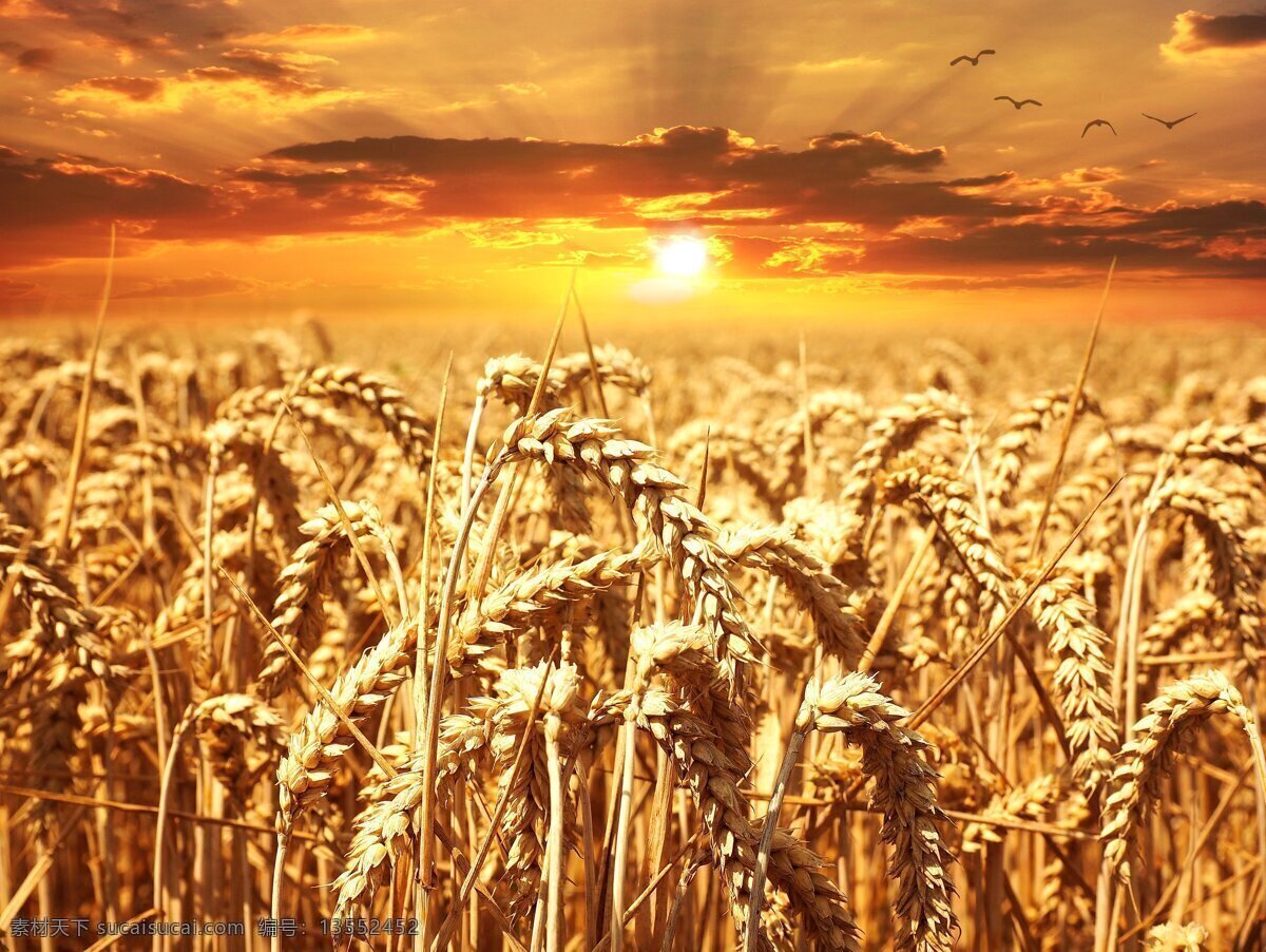夕阳麦田 夕阳 麦田 金黄麦田 麦穗 金黄麦穗 季节 收成 成熟 小麦 麦地 收获 摄影图片 现代科技 农业生产