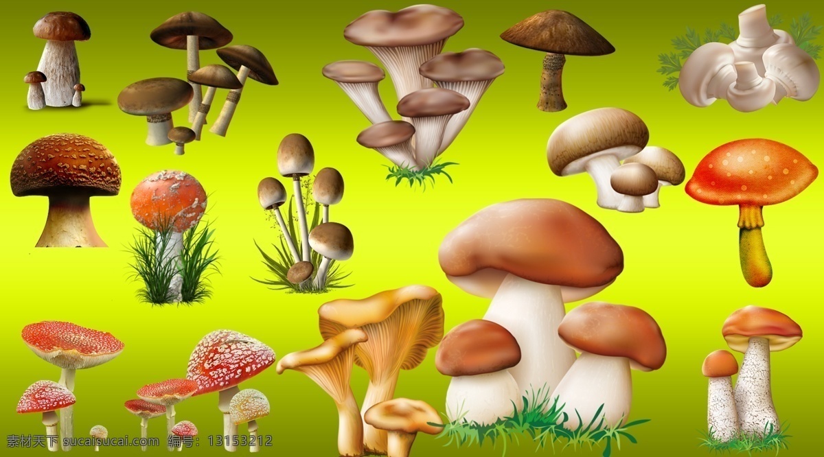 蘑菇大全 卡通蘑菇 可食用蘑菇 精致蘑菇 菌类 蘑菇 肥大的蘑菇 黄色
