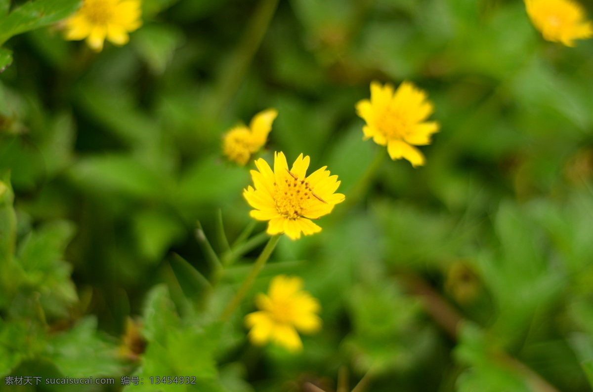 小黄花 花 花卉 菊花展 秋菊 菊花 品种花 小菊花 植物 生物世界 花草