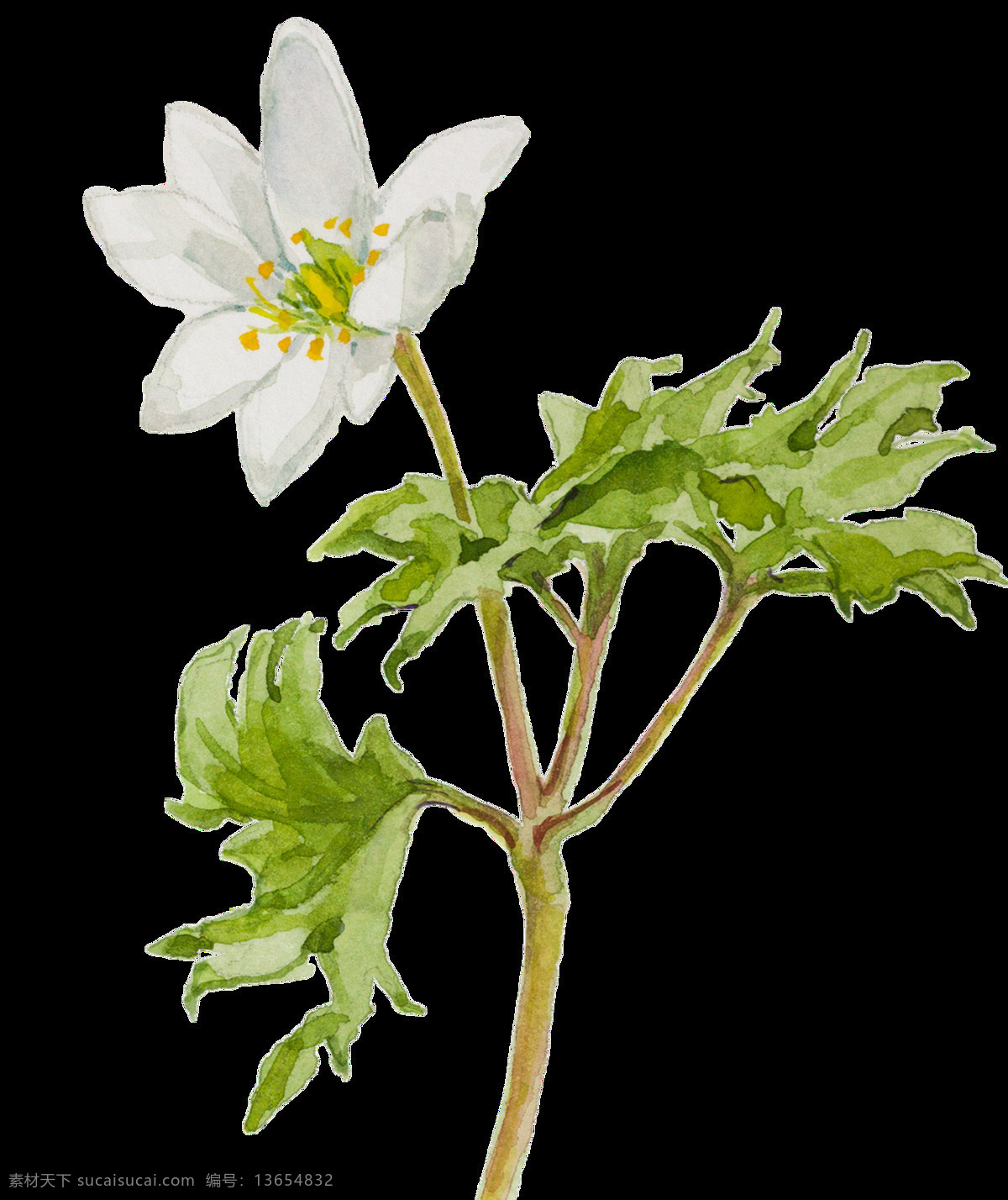 单调 植物 透明 白花 白色 透明素材 免扣素材 装饰图案