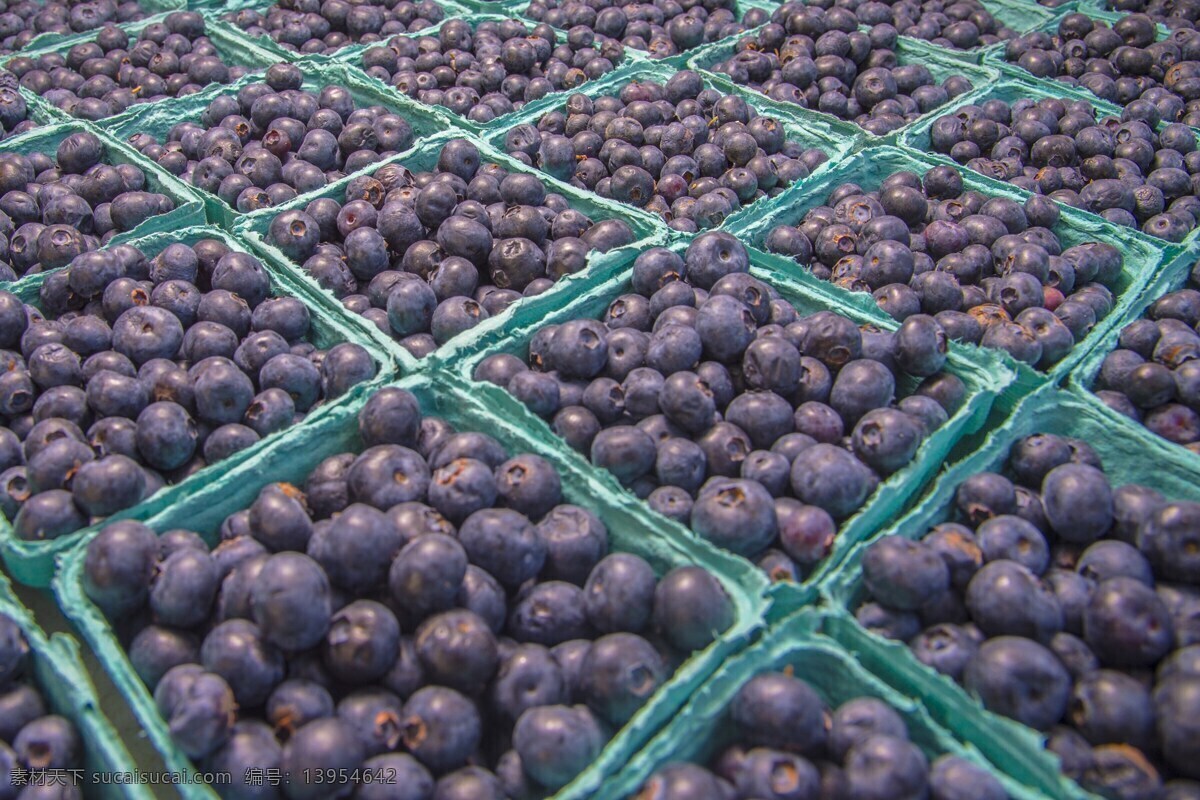 蓝莓图片 蓝莓 蓝莓树 树上 树枝 绿叶 树莓 草莓 水果 奇异果 果子 果实 蔬菜 果蔬 果树 果核 种子 植物 作物 经济作物 果农 有机水果 绿色水果 农产品 生物世界