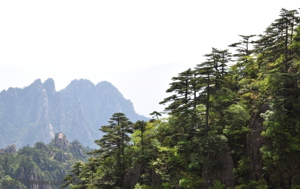 黄山松 黄山 黄山市 松树 世界遗产 挺拔 坚韧 顽强 生命力 国内旅游 旅游摄影