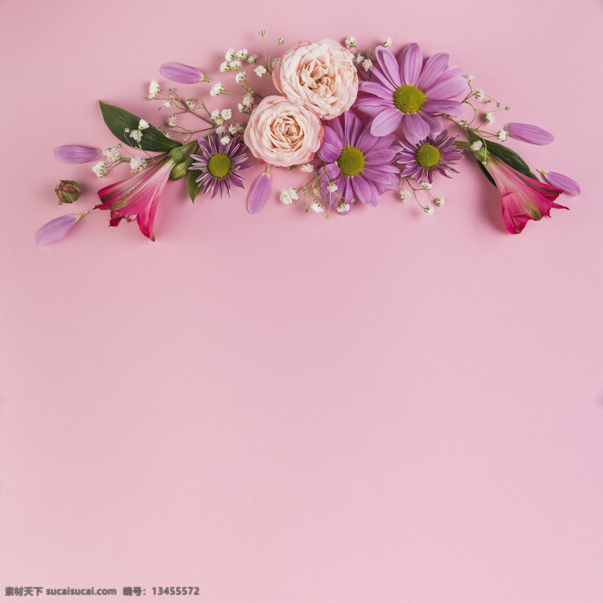 粉色 背景 花卉 装饰 花 花的 叶子 花卉背景 自然 粉红 美女 玫瑰 背景图案 花型 粉红背景 优雅的 自然的 装饰性的 婴儿背景 背景花 导播室 优雅的背景 简单的 新鲜的 背景粉红 植物学的 开花 粉红花 美丽的 植物区系 季节 特殊的 选择 花瓣 气候 呼吸 洋甘菊 婴儿 春天 底纹边框 背景底纹