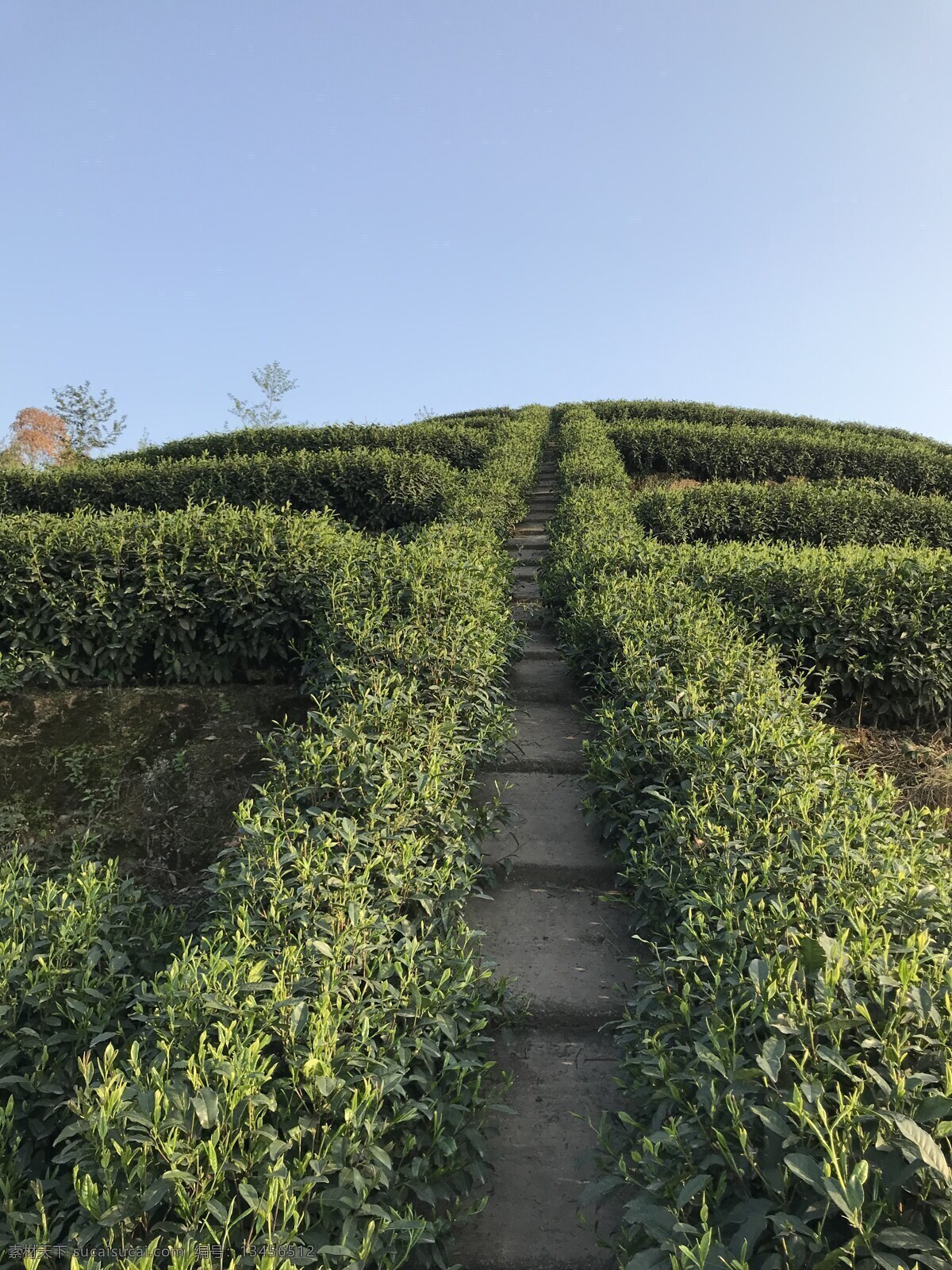 茶山 茶叶 蒙顶山 绿茶 竹叶青 自然景观 山水风景