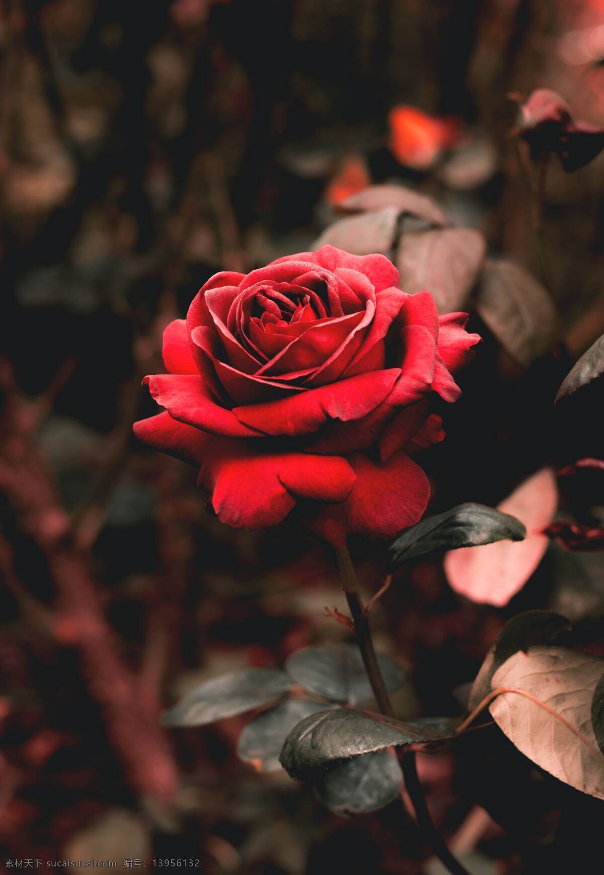 月季图片 月季 玫瑰 红玫瑰 欧月 花朵 鲜花 蔷薇 花 唯美背景 浪漫背景 小清新 节日花朵 生物世界 花草