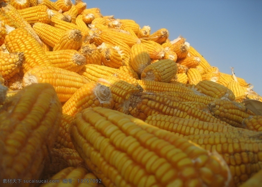 玉米丰收 玉米 丰收 an 小邦 摄影集 农业 农业生产 现代科技