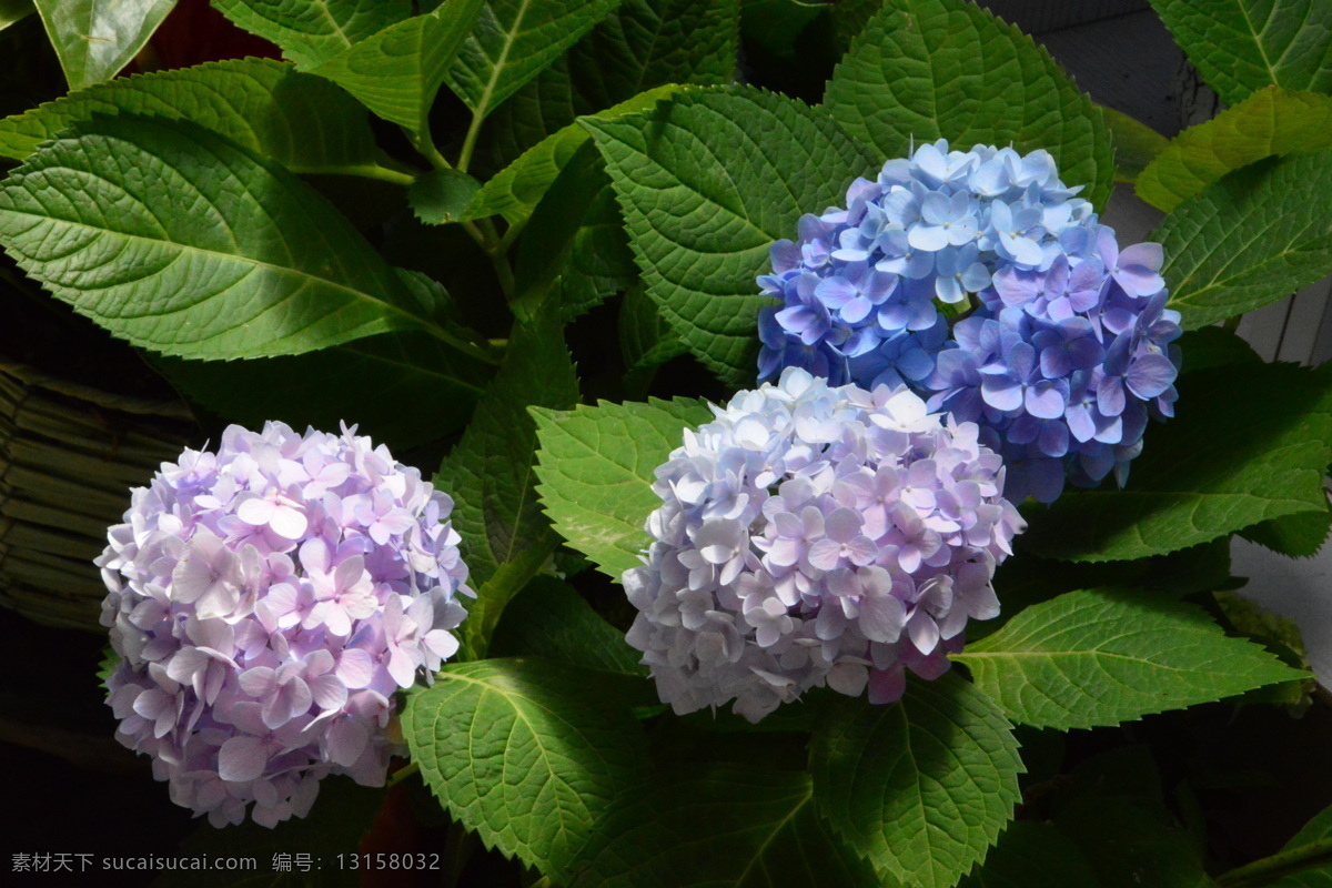 绣球花 大叶绣球 八仙花 粉团花 草绣球 观赏花卉 花骨朵 花卉 植物 园林绿化 绿化景观 花草 花儿 花朵 花卉大观园 生物世界