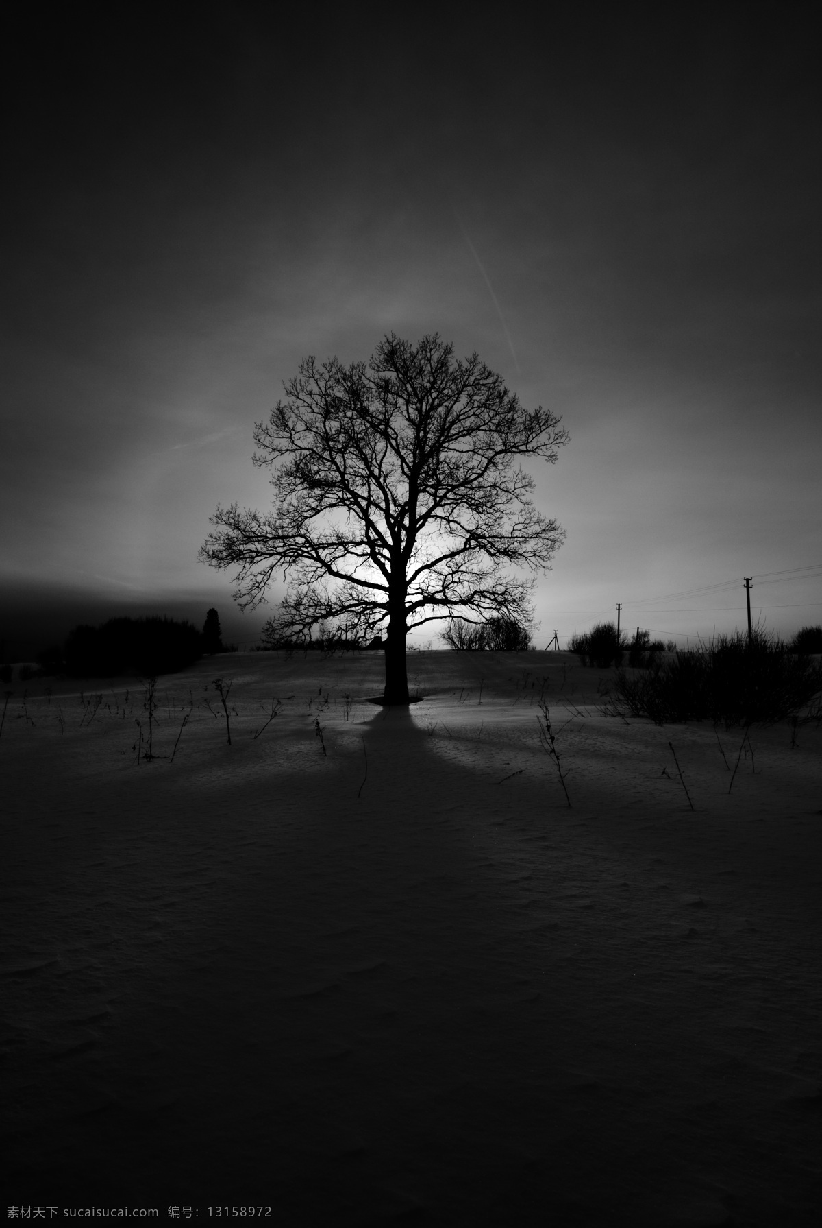 雪地 上 一棵树 夜晚 树 植物 山水风景 风景图片