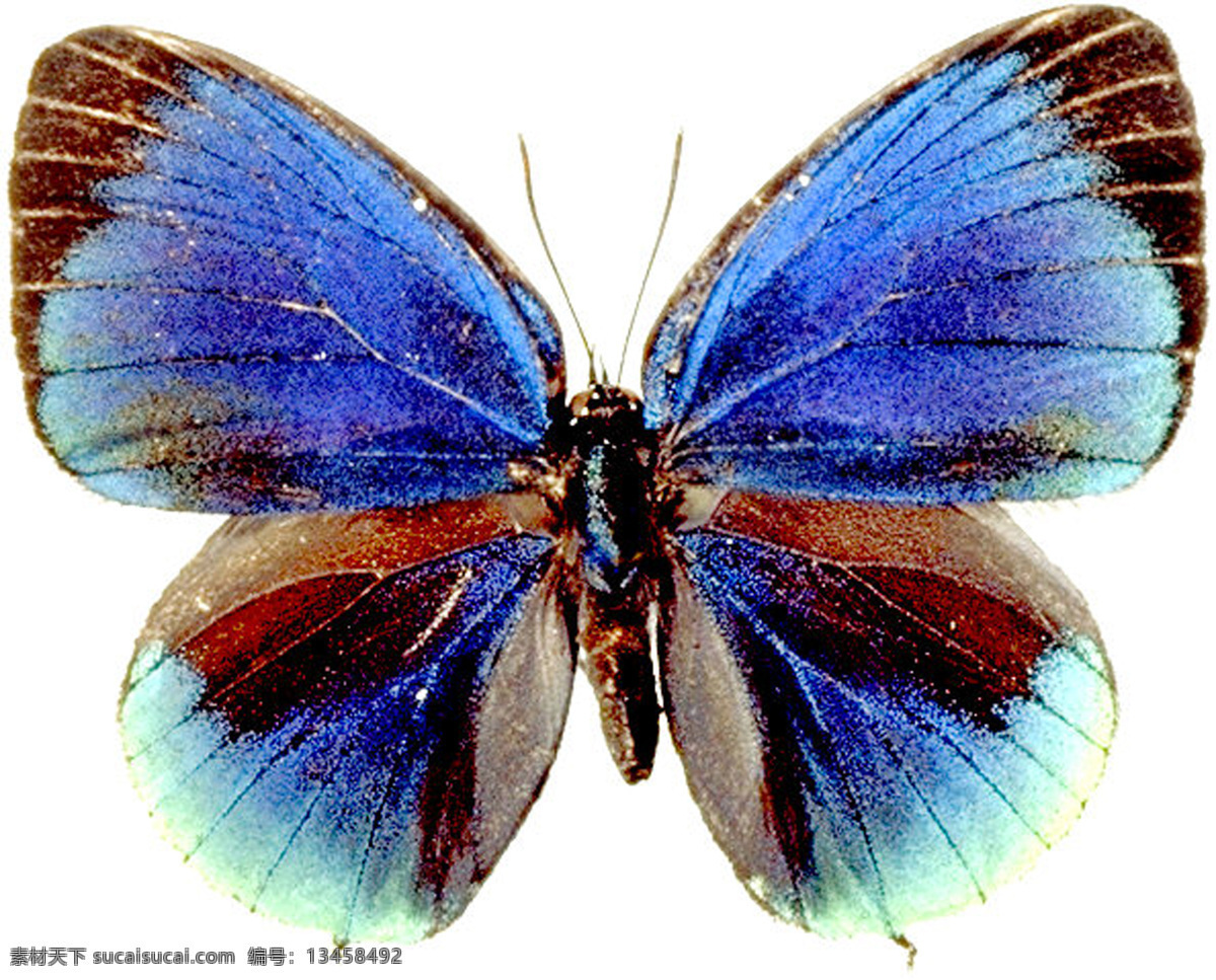 绚丽的蝴蝶 美丽 蝴蝶 绚丽 美丽的蝴蝶 生物世界 昆虫