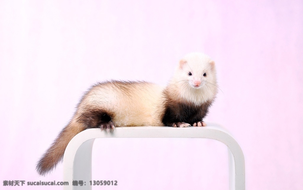 貂鼠 宠物 家禽家畜 生物世界