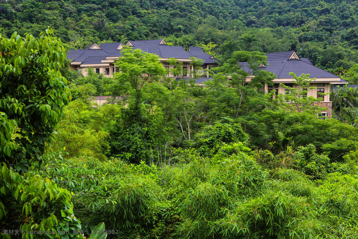 呀诺达 雨林植物 海南 三亚 生态景观 热带雨林 文化旅游区 雨林景区 绿色旅游 原始生态 绿色生态文化 自助游 国内旅游 旅游摄影 诺达 雨林 植物