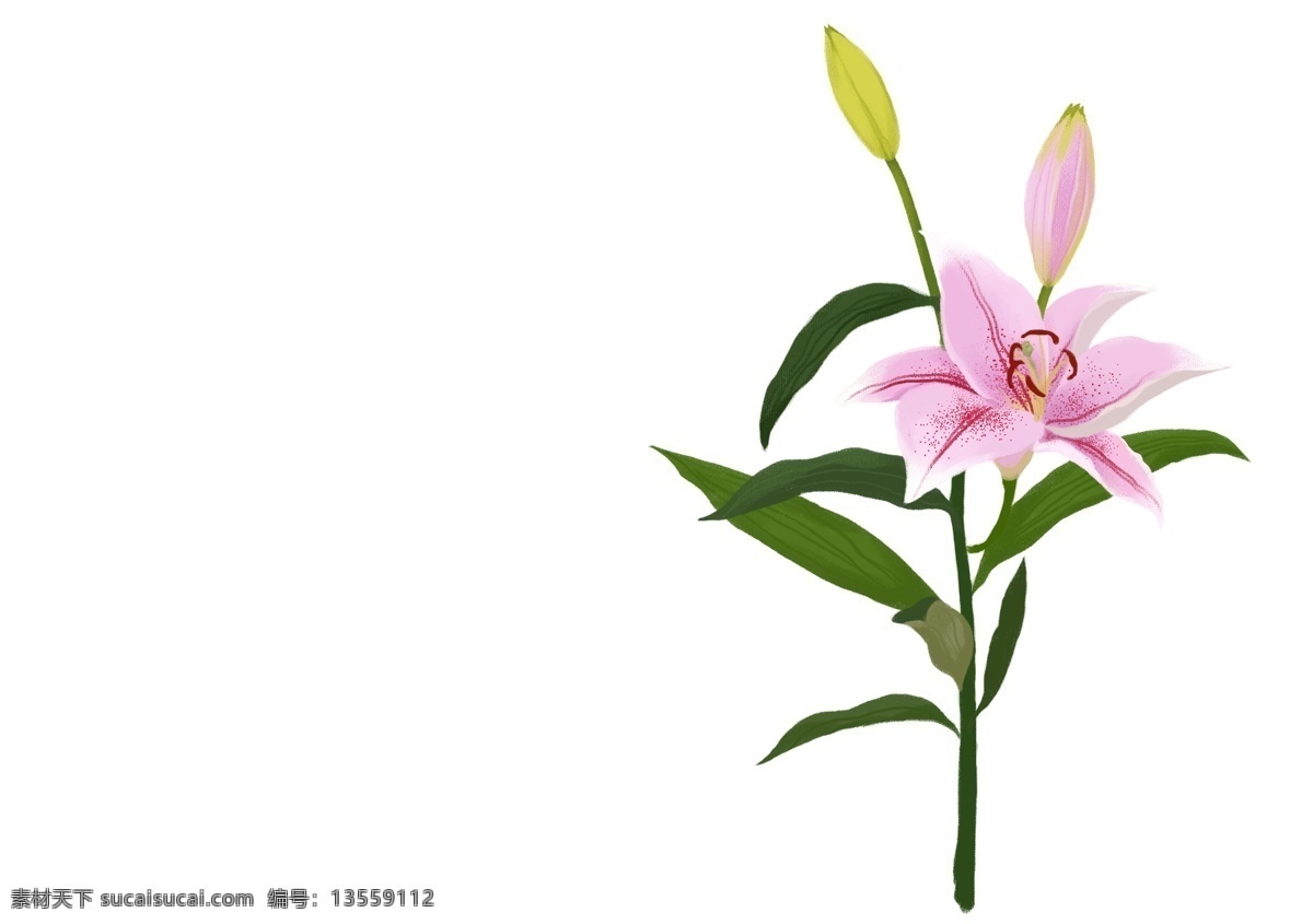 板绘百合 百合花 香水百合 粉色 手绘 板绘 文化艺术 绘画书法