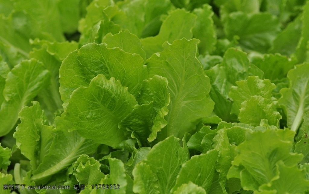 生菜 蔬菜 生物世界