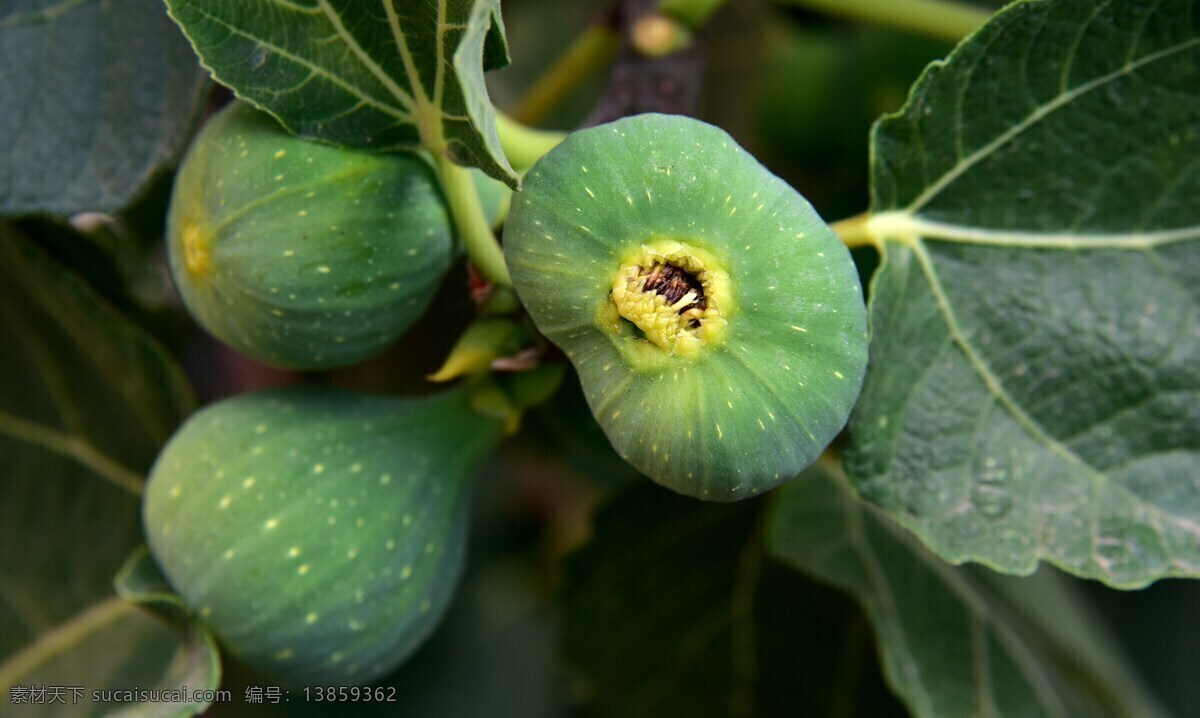无花果 果实 水果 紫色 鲜美 新鲜 可口 夏天 绿色 生态 食物 果树 生物世界