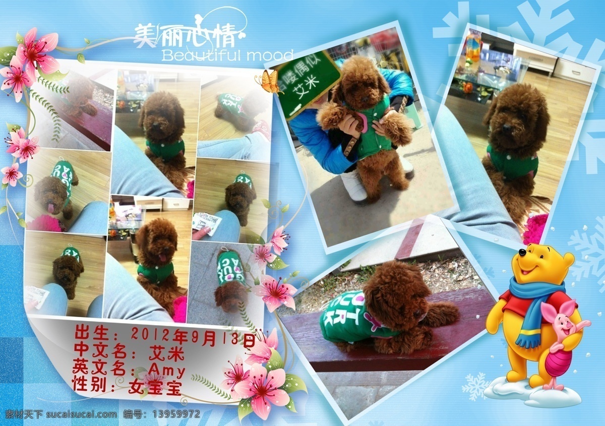 宠物 狗狗 其他模板 摄影模板 泰迪 相册模板 源文件 相册 模板下载 泰迪宠物相册 宠物相册 psd源文件 婚纱 儿童 写真 模板