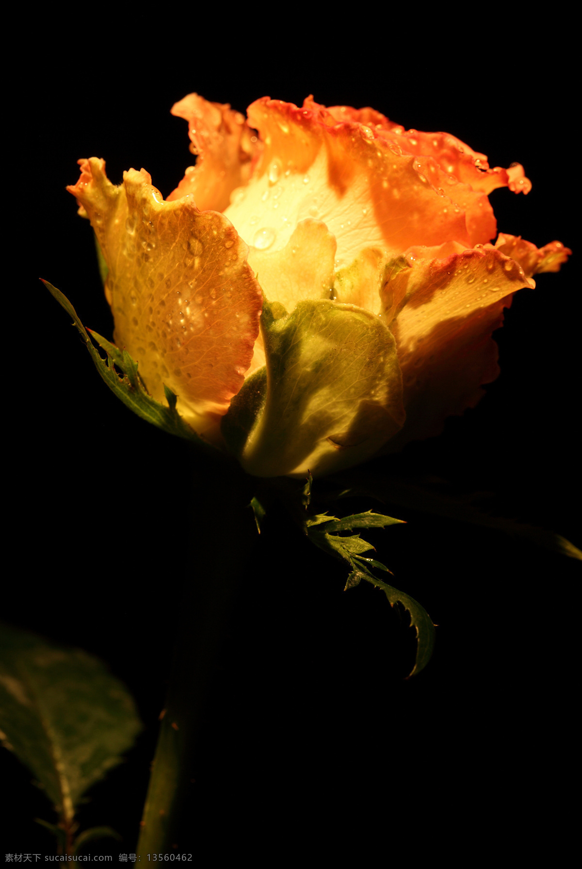 枝 盛开 玫瑰花 花瓣 植物花朵 美丽鲜花 漂亮花朵 花卉 鲜花摄影 花草树木 生物世界 黑色