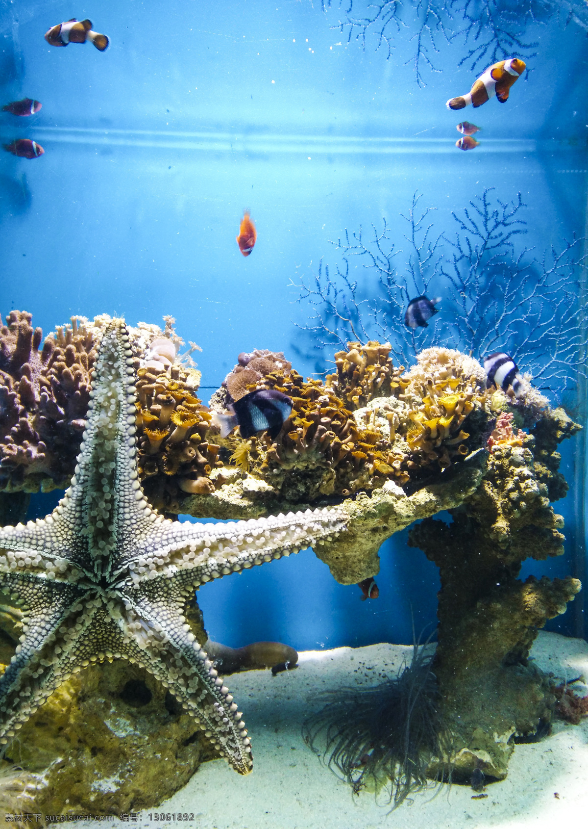 海洋生物 水族馆 海洋馆 鱼 生物 海底 水草 鱼群 海底世界 珊瑚 珊瑚礁 海星 小丑鱼 生物世界