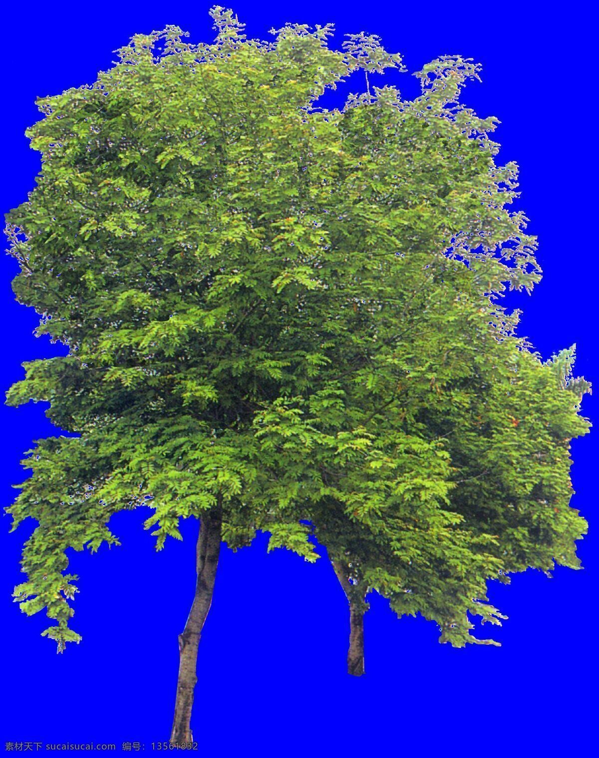 树丛 贴图素材 建筑装饰 设计素材 植物 蓝色