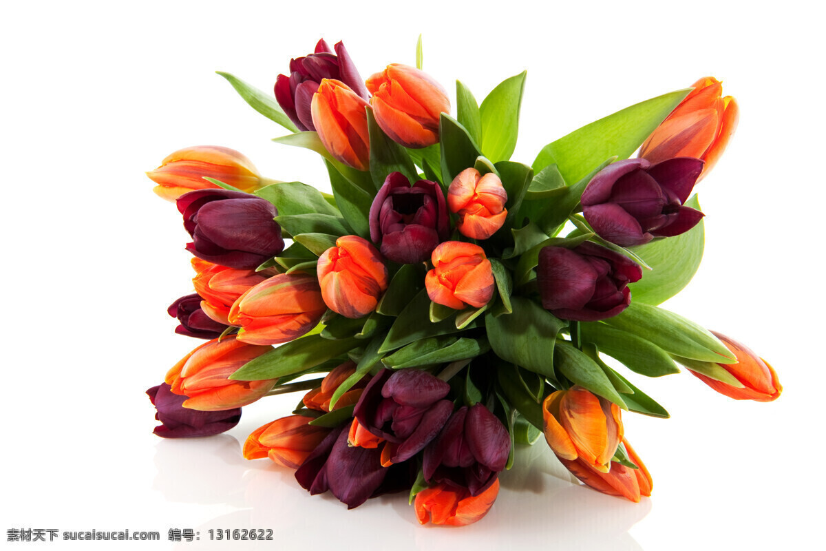 一束郁金香 鲜花 花朵 花卉 阳光 大自然 绿色大自然 美丽大自然 自然风景 自然景观 花 一束花 郁金香 花草树木 生物世界 白色