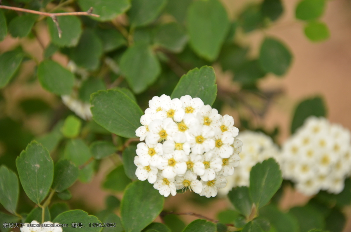 麻叶绣线菊 花卉 麻叶绣球 奥绣线菊 伞形花序 簇生 白色 花卉系列 花草 生物世界