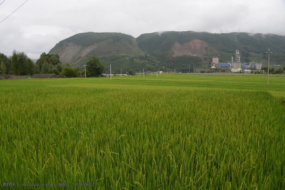 稻田 凉山风光 稻花香 水稻 田园风光 彝家新寨 彝族民居 小溪 高山平原 自然风光 青山绿水 旅游摄影 自然风景