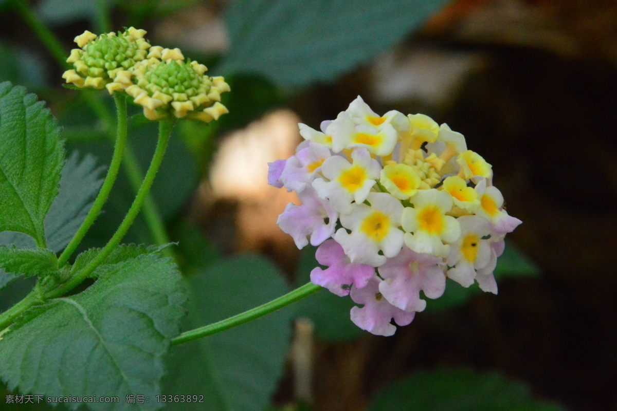五色梅 山大丹 如意草 五彩花 五雷丹 五色绣球 花卉 花朵 花瓣 草花 绿化景观 植物 花儿 花蕊 观赏花卉 花卉大观园 生物世界 花草