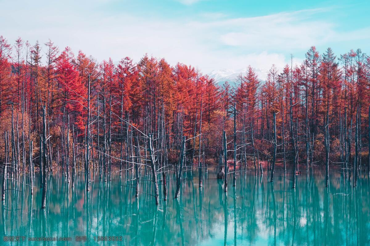 秋天的树林 唯美 风景 秋天 水面 树林 红色 枫叶 自然景观 自然风景