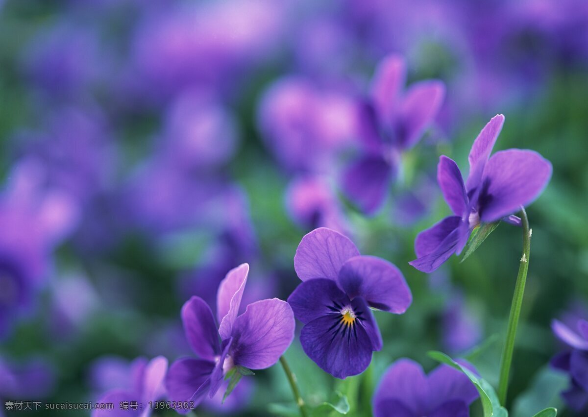 紫色 小花 花卉 自然风景 花草 生物世界 鲜花 花海 绿色 花卉风景 紫色花海 野花 春天景象 花草树木