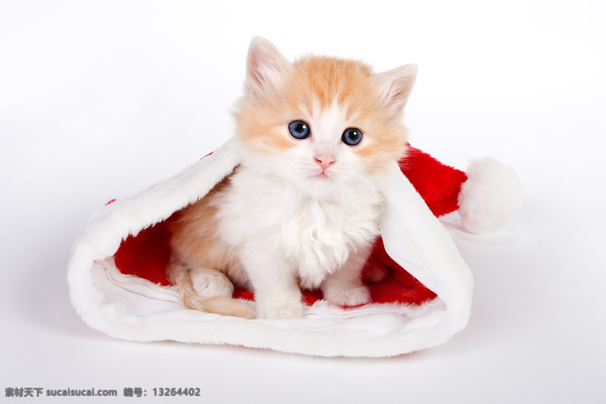猫 圣诞节 圣诞帽 萌宠 猫展 短毛猫 可爱 动物 宠物 短腿猫 名猫 花猫 加菲猫 动物矢量 生物世界 家禽家畜