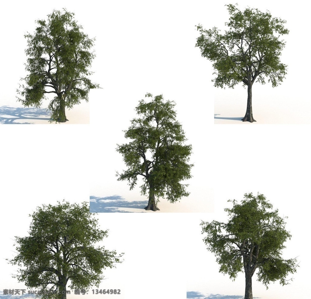夏季树 植物模型 景观 园林 户外 景观植物 树木模型 vray模型 模型 植物模型合辑 展示模型 3d设计模型 源文件 max
