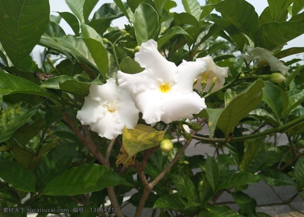 狗牙花图片 狗牙花 自然 花朵 风景 田园 自然景观 田园风光