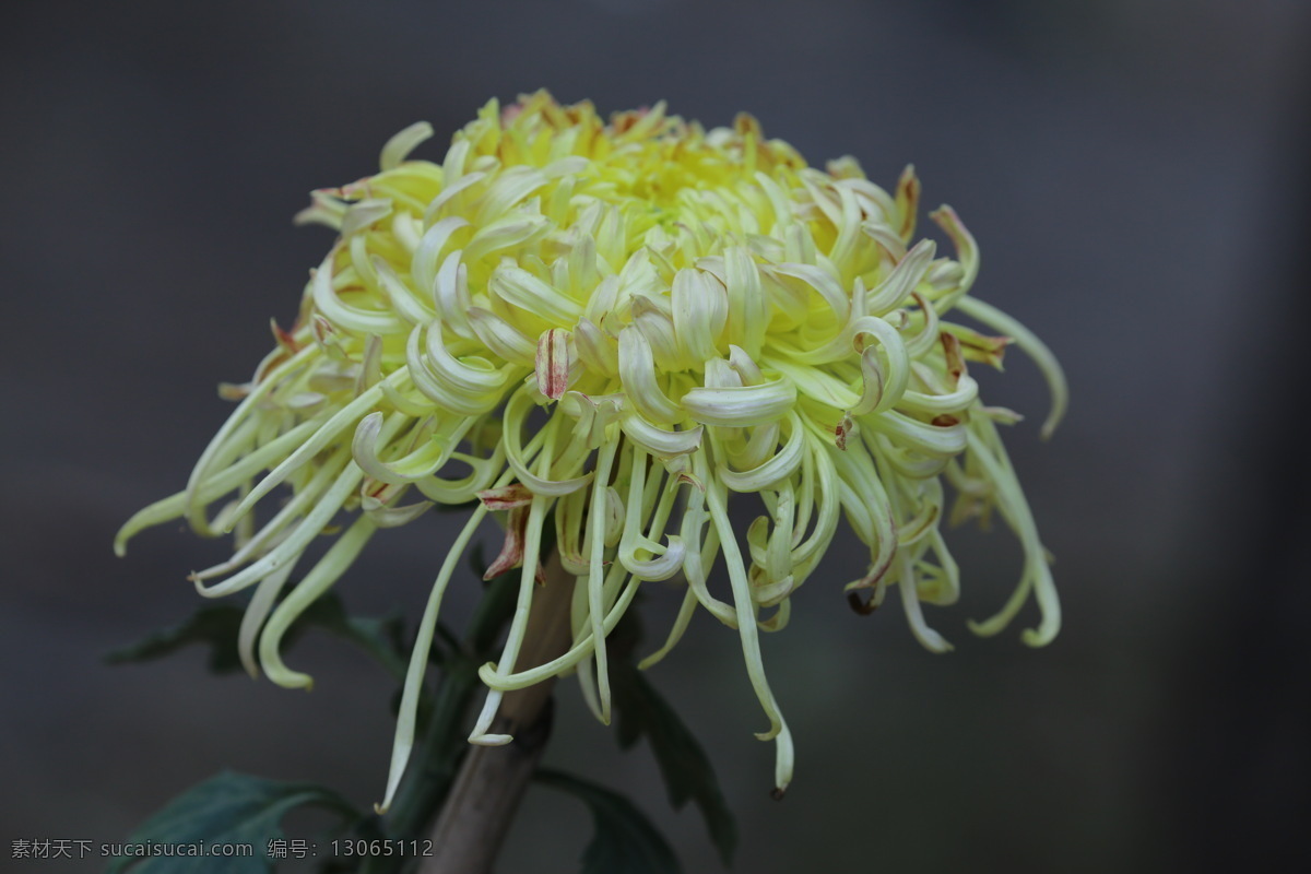 秋菊 观赏花卉 园艺 花卉素材 寿客 金英 黄华 陶菊 花卉 花儿 花草 花朵 花瓣 花蕊 菊菊花 生物世界