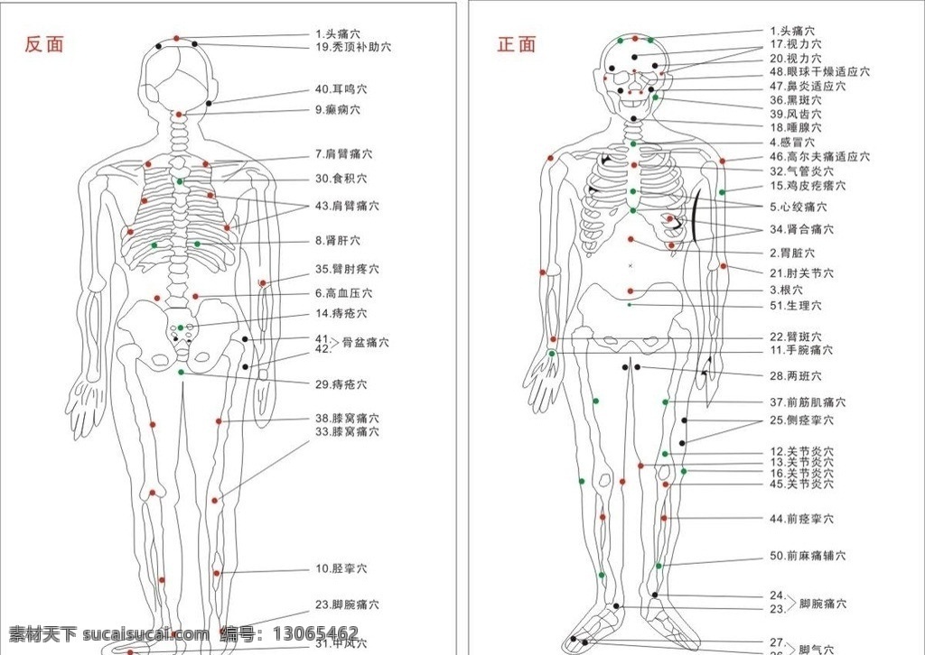 穴位图 人体穴位图 人体 内部 穴位 图 全身穴位图 矢量