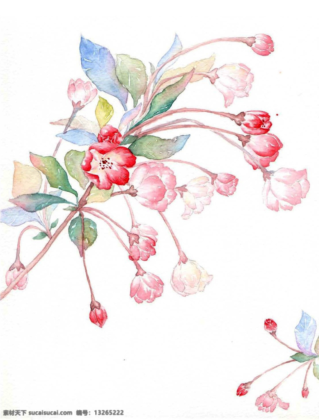 垂丝海堂 水彩 手绘 花菱草 插画 花卉 植物 插画类 文化艺术 绘画书法