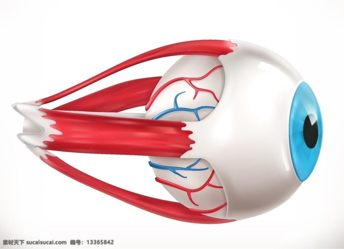 眼球肌肉 视网膜 眼球结构 眼球组织 眼球ai 眼球分析